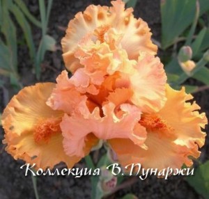 ярмарка чудес9